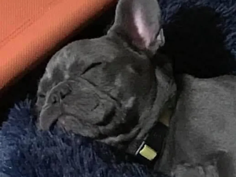 Anam Cara French Bulldogs