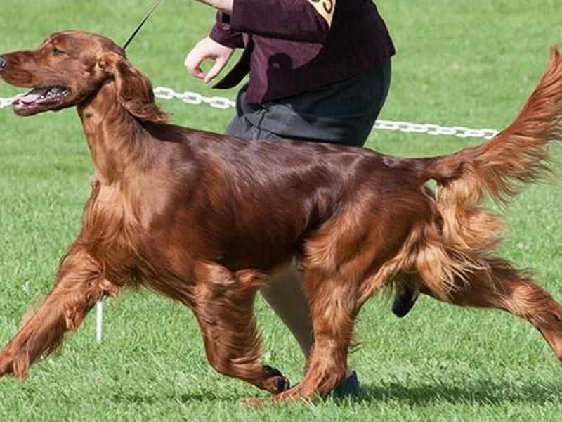 Anamacara Irish Setters photo 1