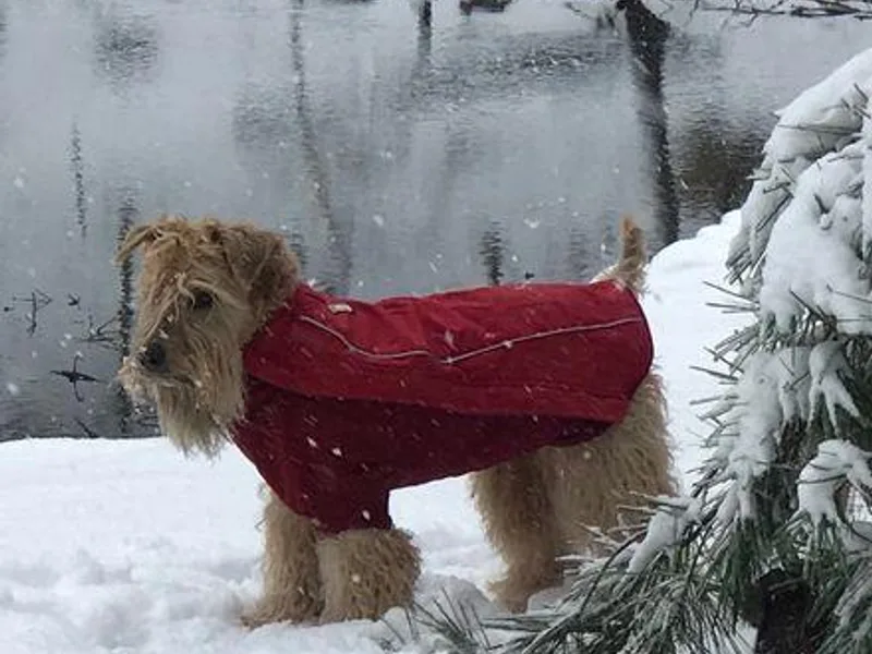 AnamCara Wheatens photo 1