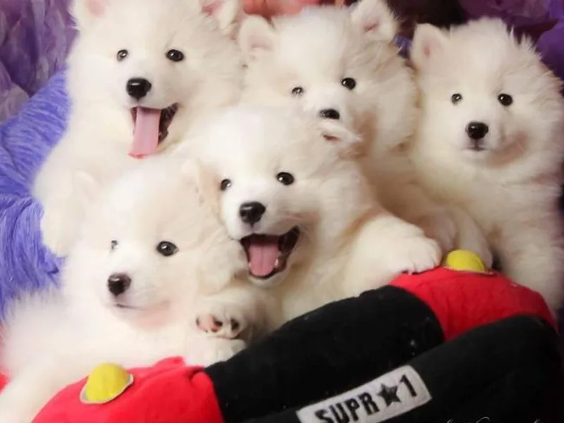 Anana American Eskimos photo 1