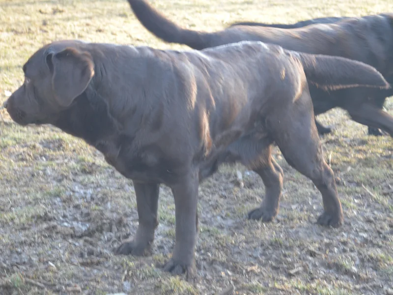 Anaquassacook Labradors