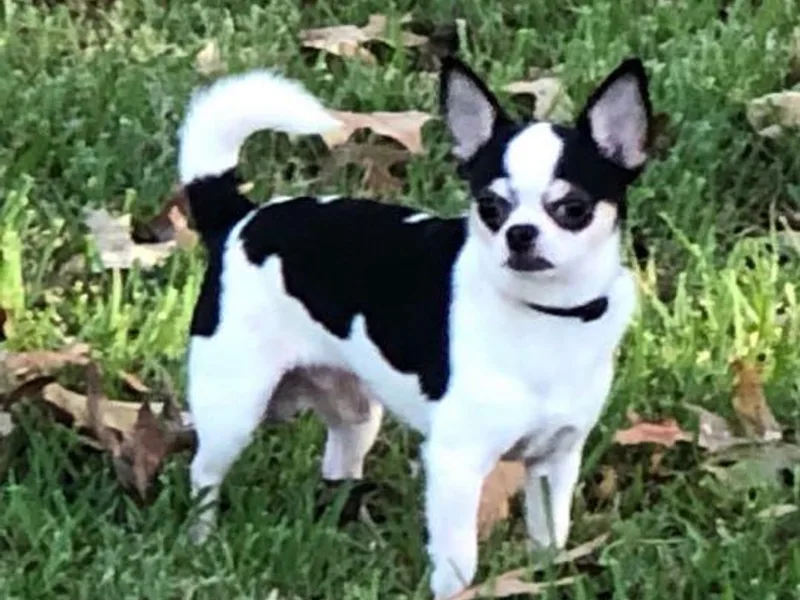 Anastasia’s Tiny Pupps