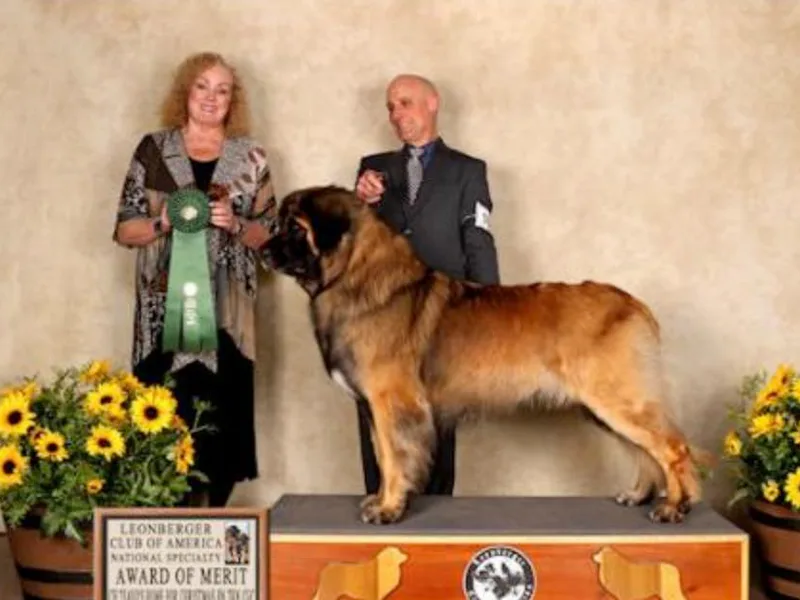 Anchor Creek Leonbergers