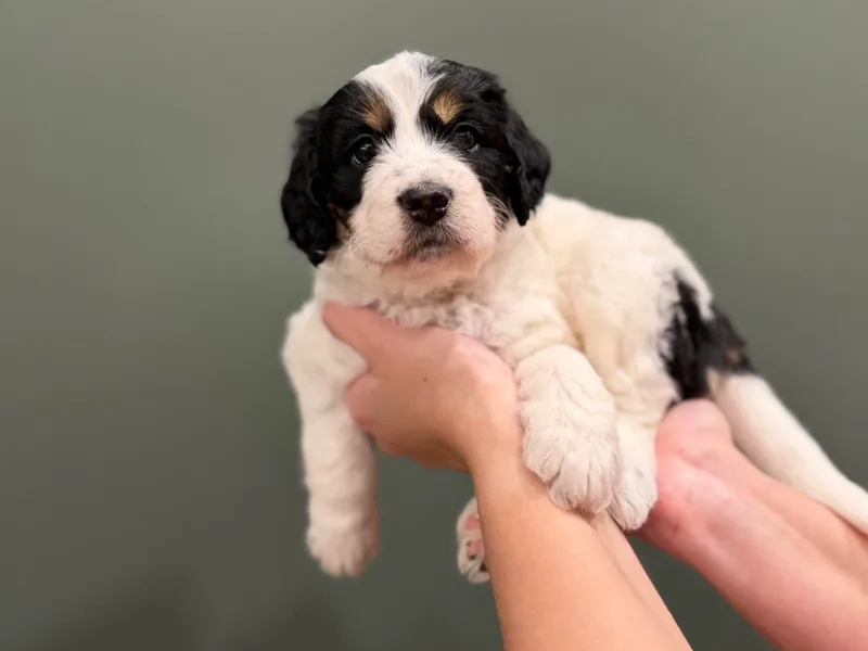 Anchorage Bernedoodles