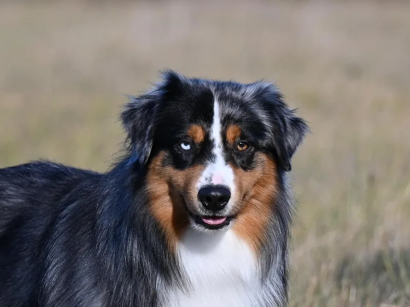 Anchored Roots Miniature American Shepherds