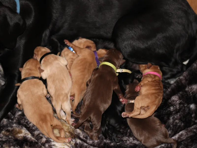 Ancient Dogges Performance Dogs