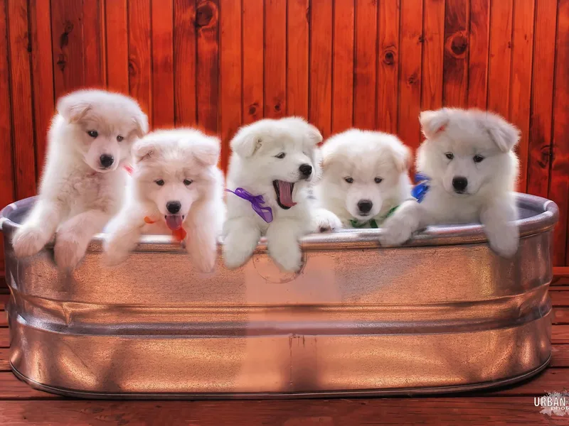 Ancient Dream Samoyeds