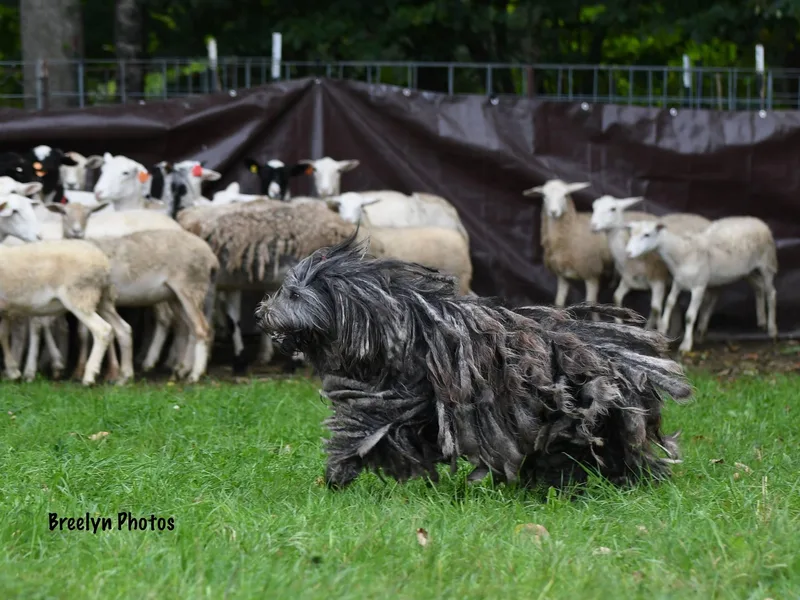 Ancient Eyes Bergamascos photo 1