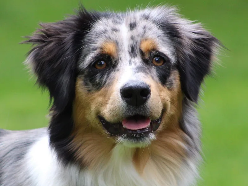 Andaluz Mini American Shepherds
