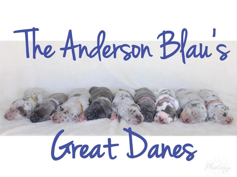 Anderson Blau’s Great Danes