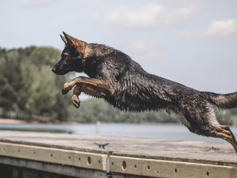 Anderson German Shepherds LLC