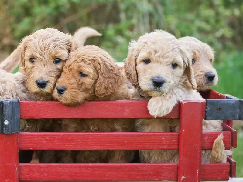 Anderson Goldendoodles