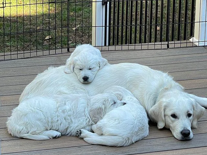 Anderson Goldens
