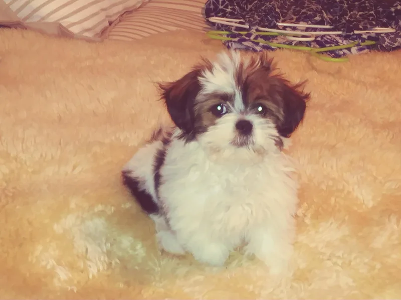 Anderson Lhasa Apsos photo 1