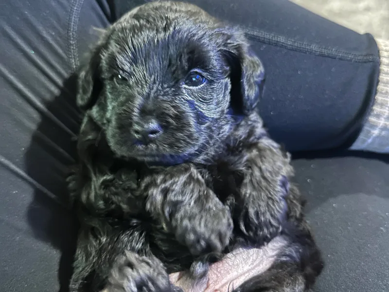 Anderson's Yorkiepoo