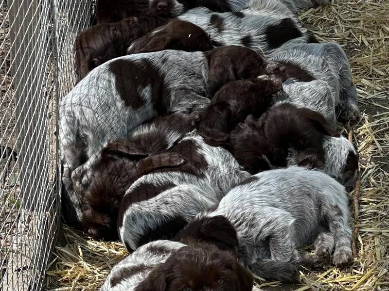 AndersonK9Kennels Bayou Beards photo 1