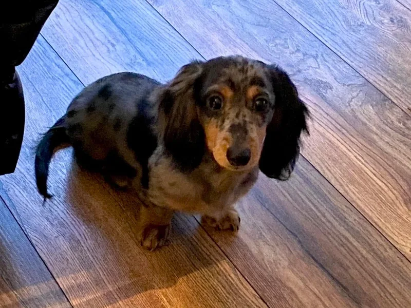 Andi’s Adorable Dachshunds