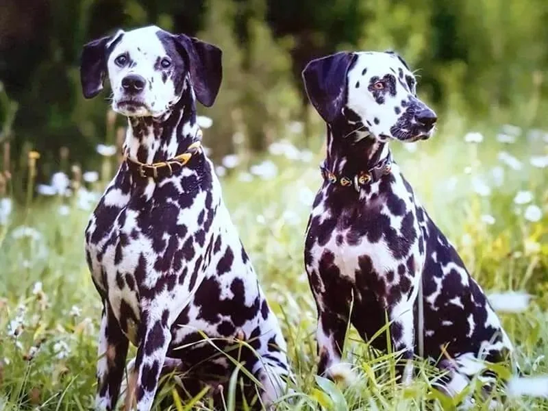 Andiron Dalmatians