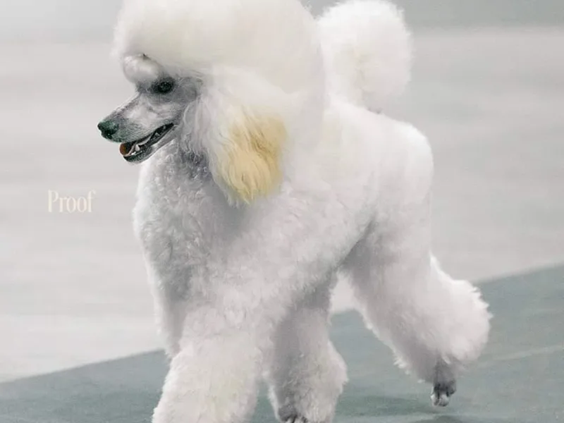 Andmarc Poodles