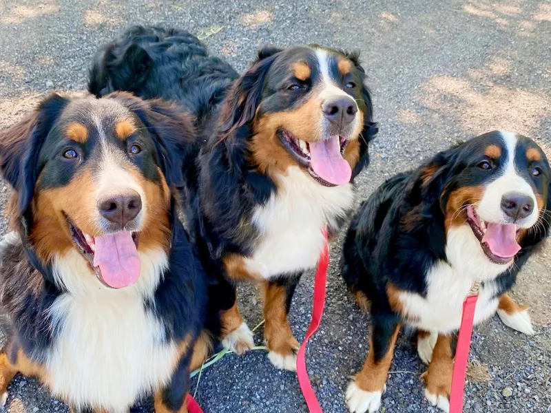 Andover Mountain Bernese