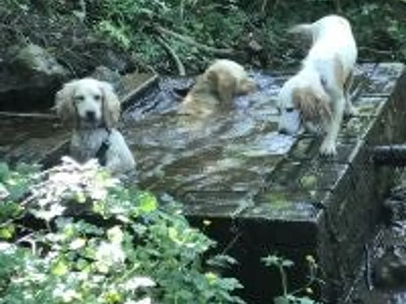Andrea Jeffreys photo 1