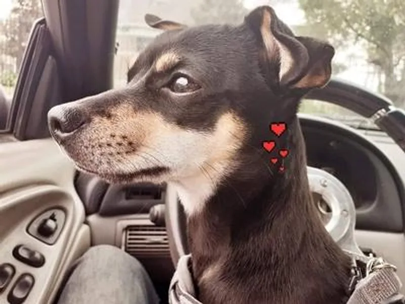 Andrea's Chihuahua Stud