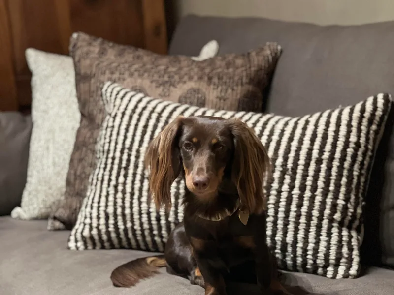 Andrea's Dachshunds