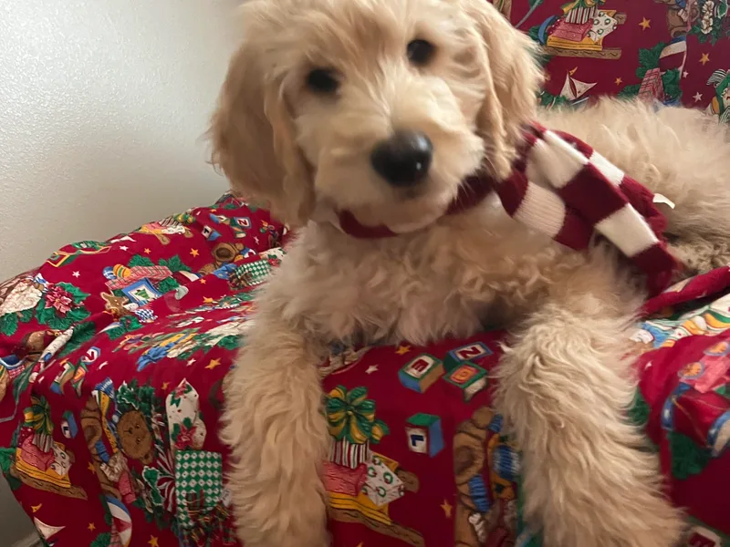 Andrea's Goldendoodles
