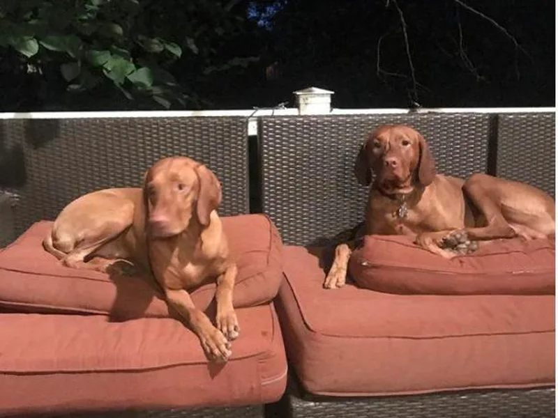 Andrea St. John's Vizslas photo 1