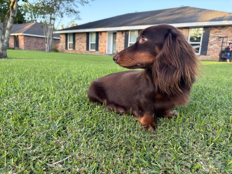 Andrepont Dachshunds