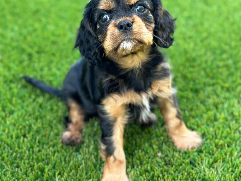 Andresen's Cavaliers