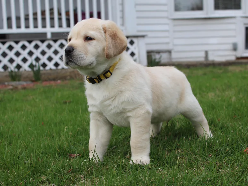 Andrew Ewing's Labrador Retrievers