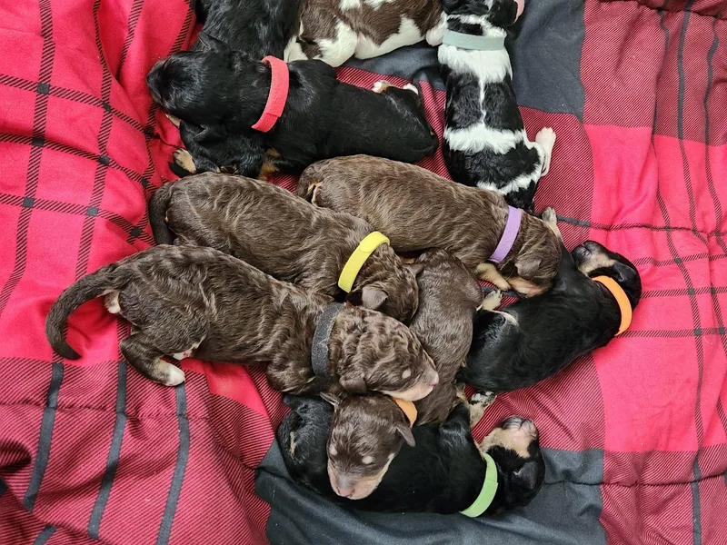 Andrew's Bernedoodles