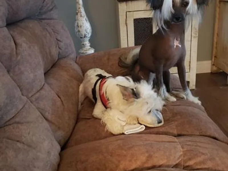 Andrews Chinese Cresteds and Euro Bassets