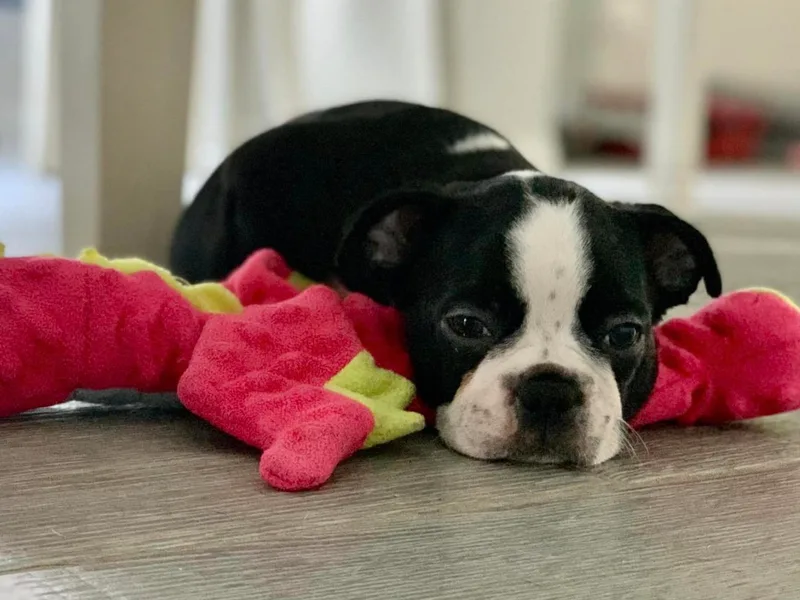 Andy's Happy Home Boston Terriers