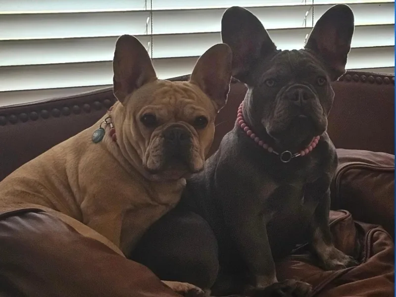 ANE French Bulldogs