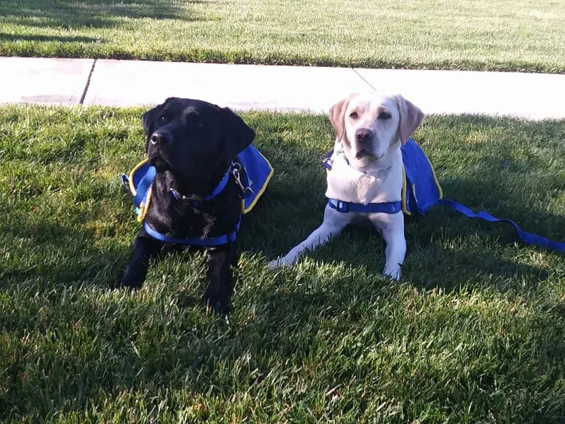 Anela's Goldens