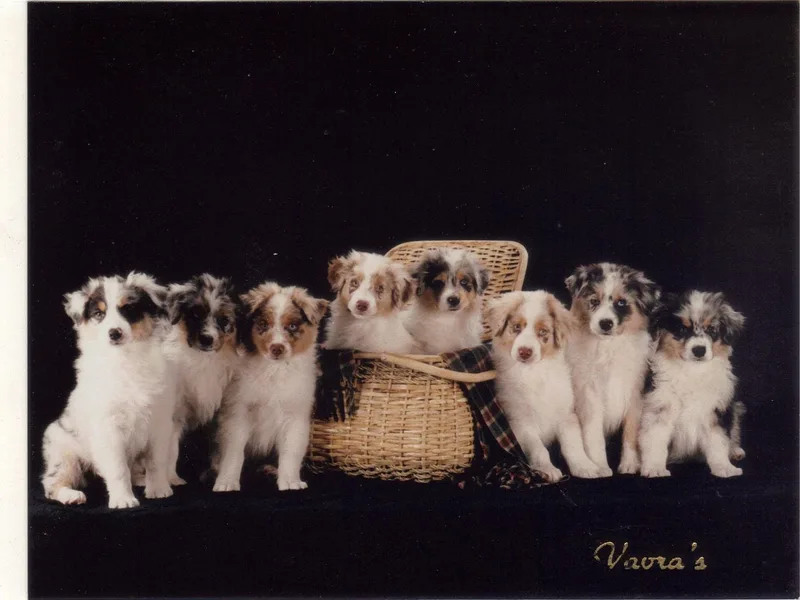 Anew Australian Shepherds