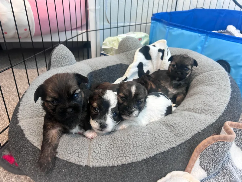 Angel babies