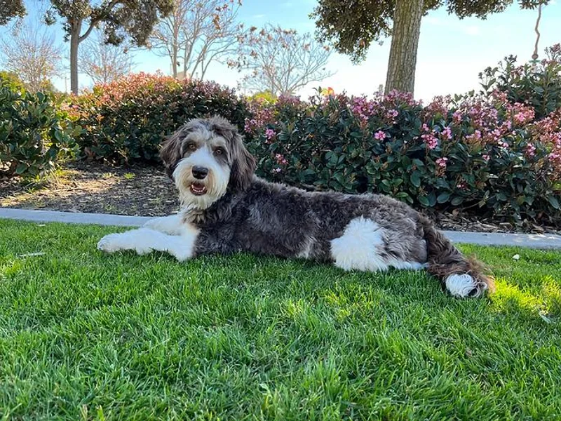 Angel Coast Australian Labradoodles