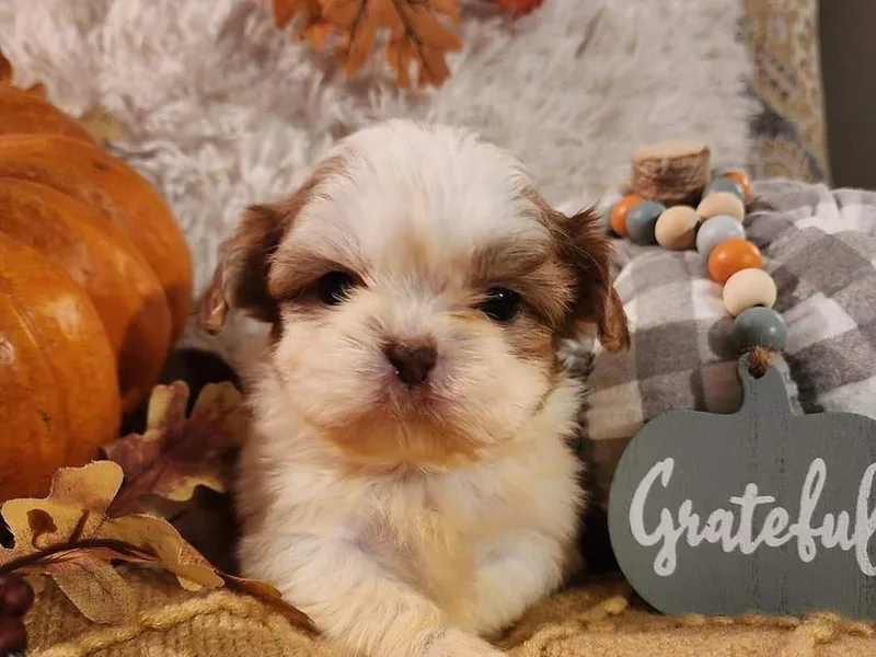 Angel Companions Farm