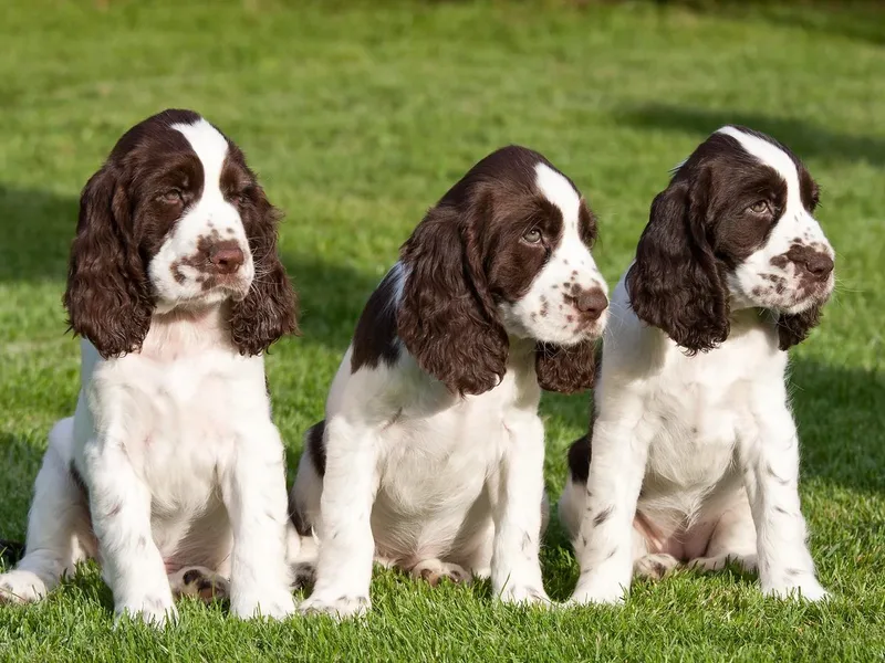Angel English Springer Spaniels