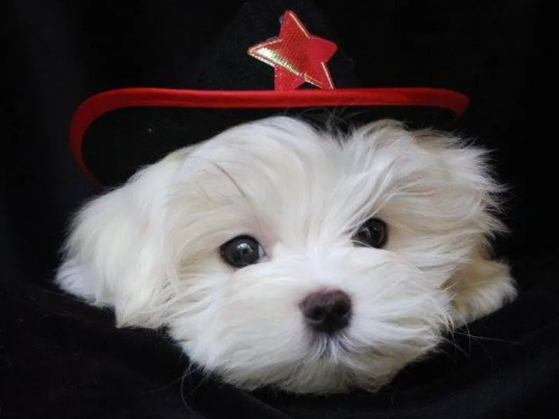 Angel-Lite Maltese