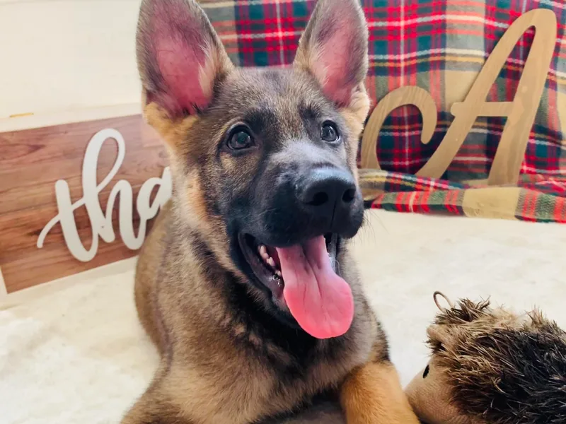 Angel Oak German Shepherds
