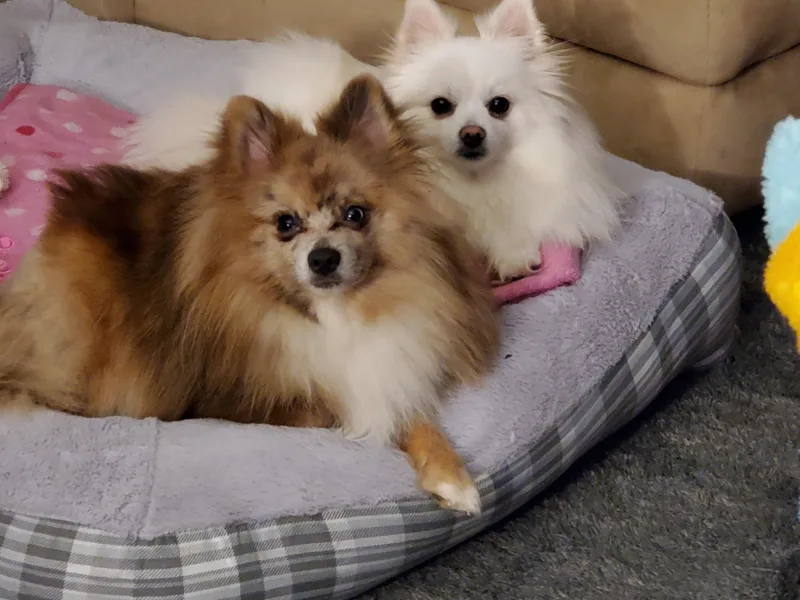 Angel Pomeranians