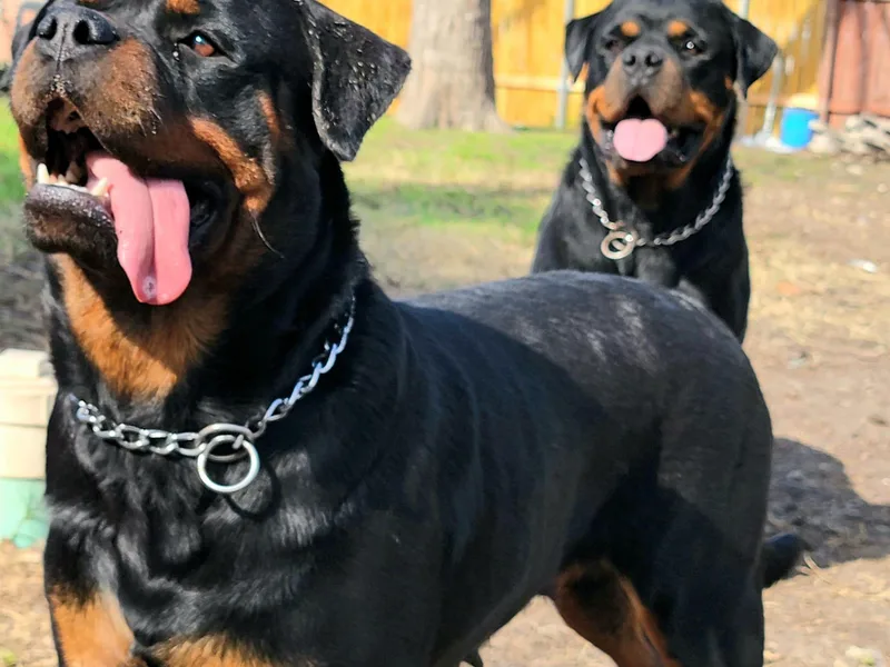 Angel Rottweilers