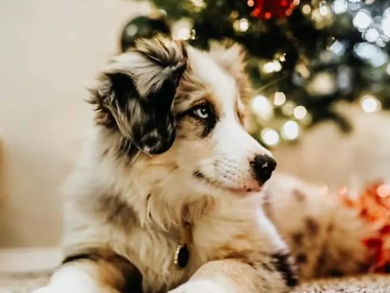 Angel's Aussies