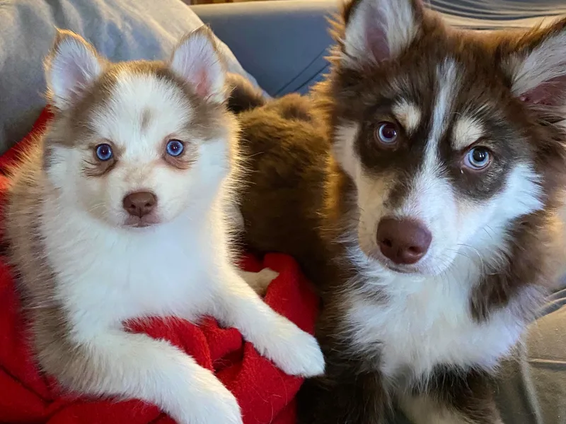 Angel's Creek Pomskies