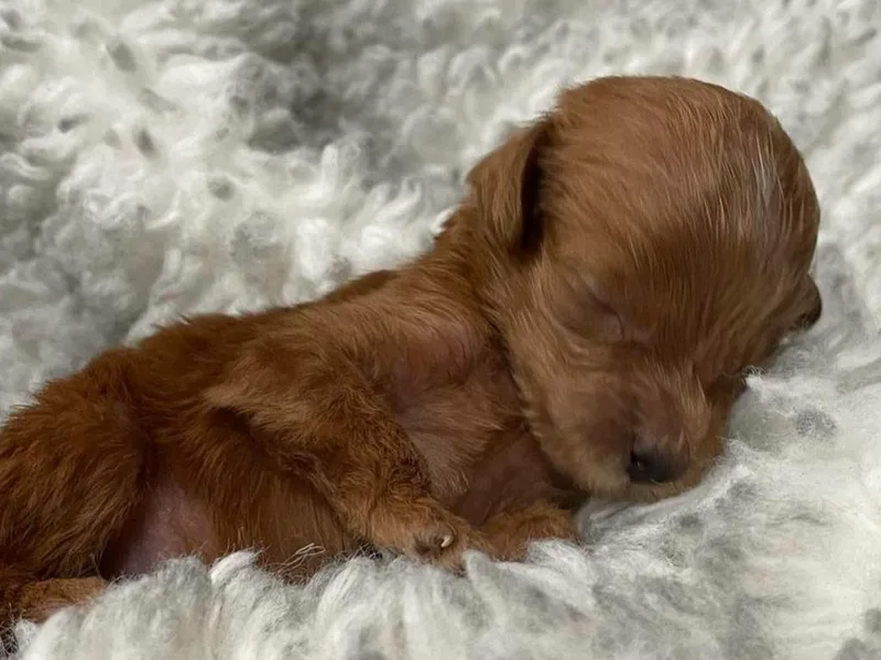 Angel’s Goldendoodle Pups