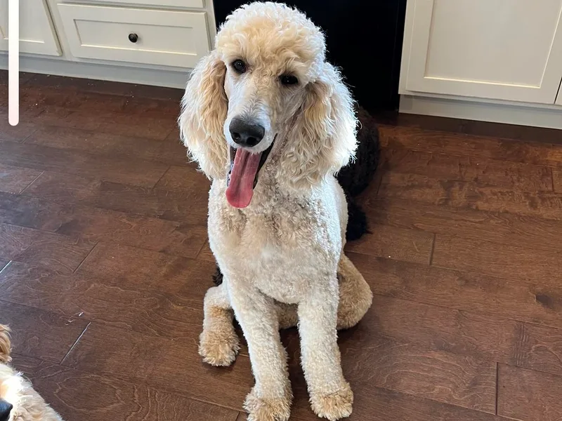 Angel’s Standard Doodles and Poodles